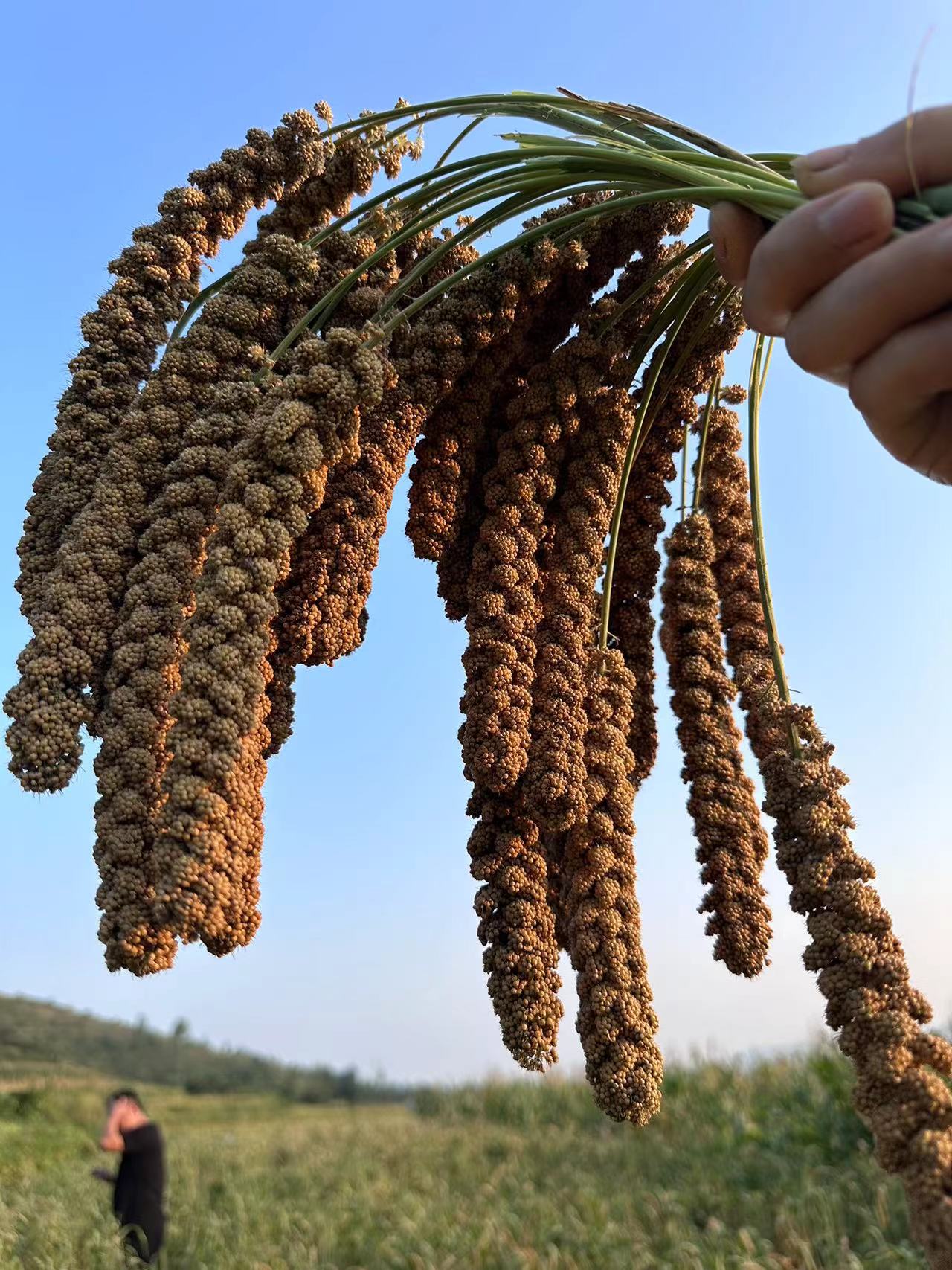 沂蒙老区山地小米 净重5斤