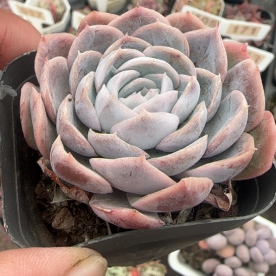 79雪球多肉植物多