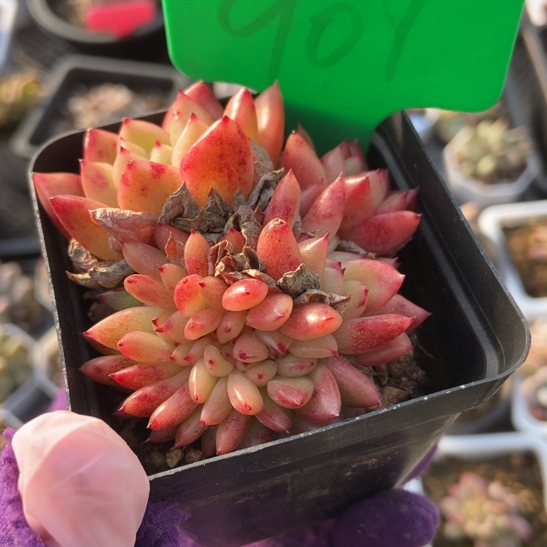 907红国王缀多肉植物