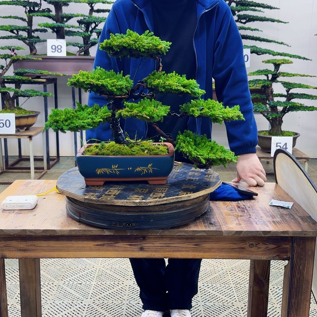 无花朵柏树造型盆景