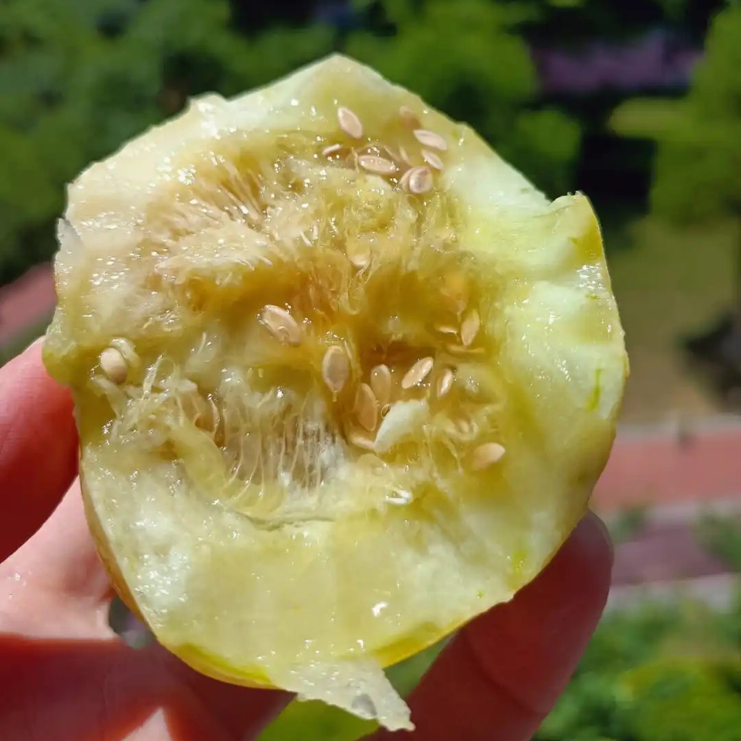 正宗马连庄甜瓜山东甜瓜甜宝甜瓜脆甜孕妇新鲜水果3斤现摘现发