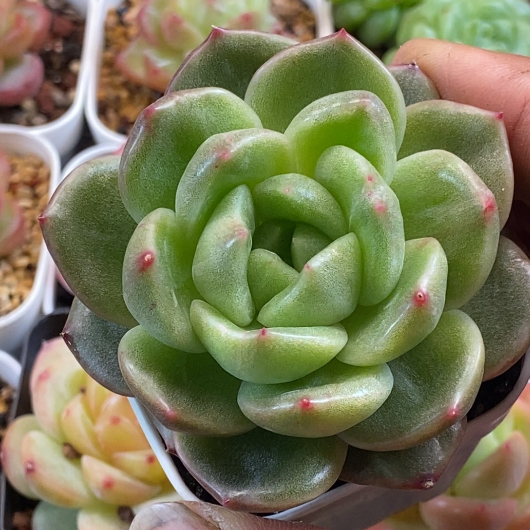 天官赐福百无禁忌
