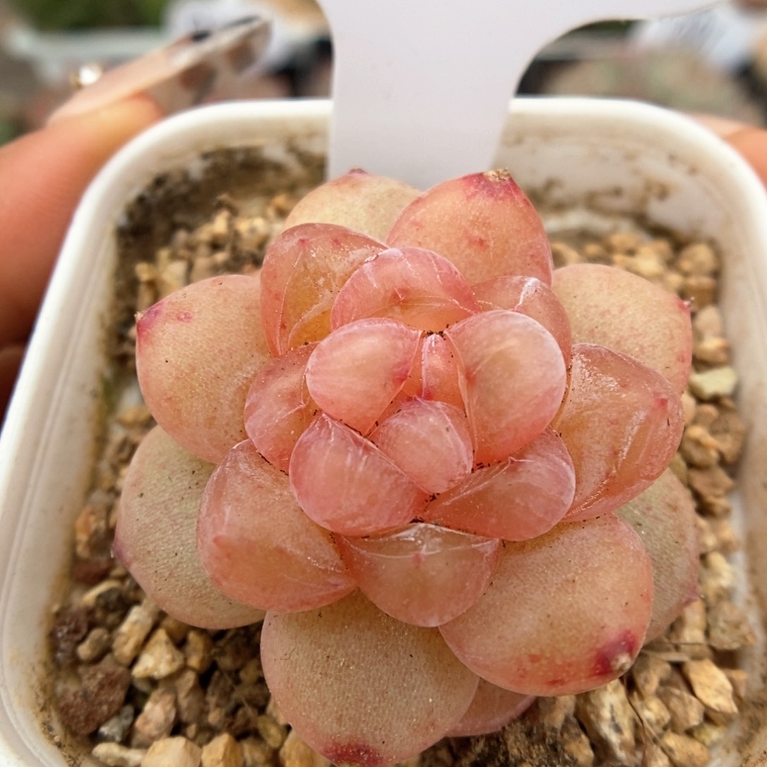 冰淇凌可拍525号。