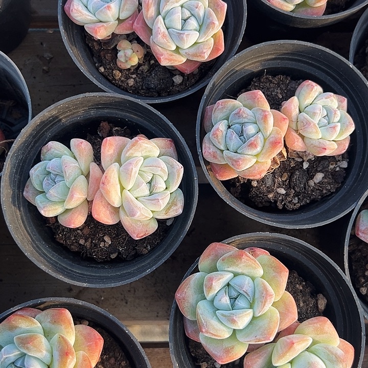 七盆   双头   奶油冰玉