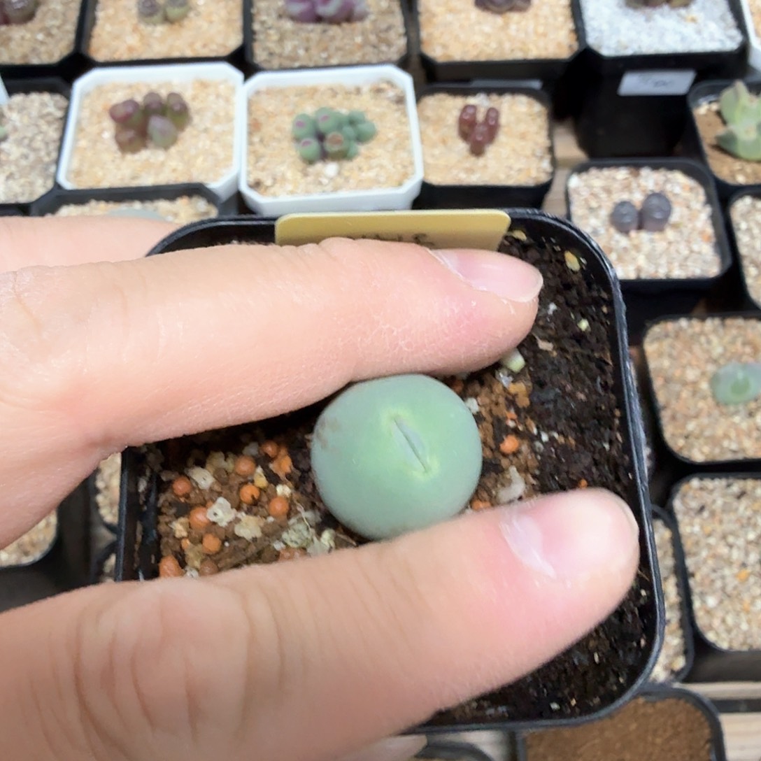 M****?dy25 米罗 sub嘴