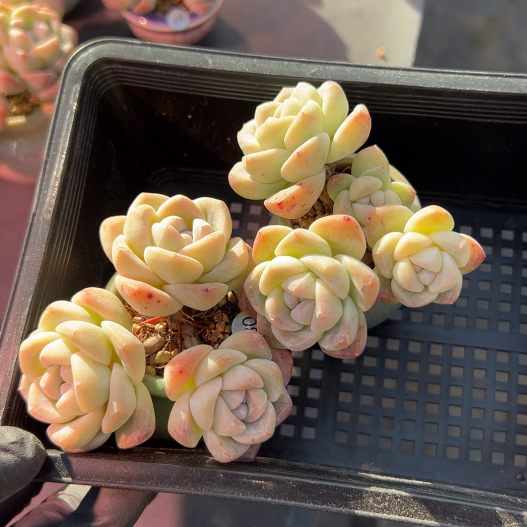 俩个三头冰玉带盆福利出0000000