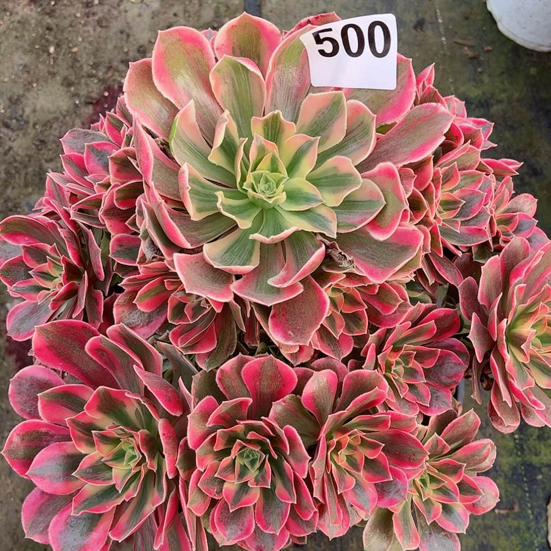 无花朵多肉植物500