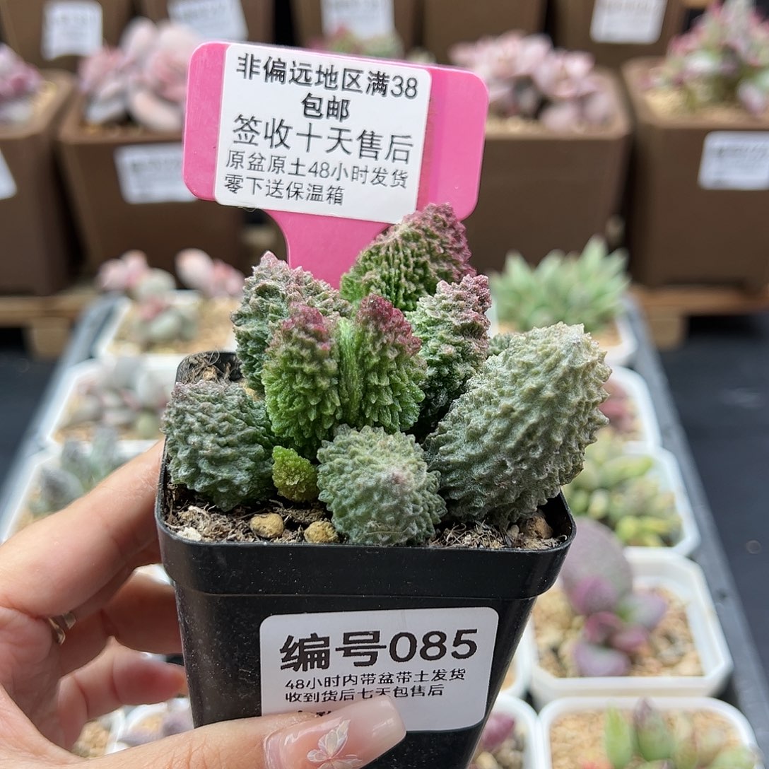 085朱紫玉多肉植物