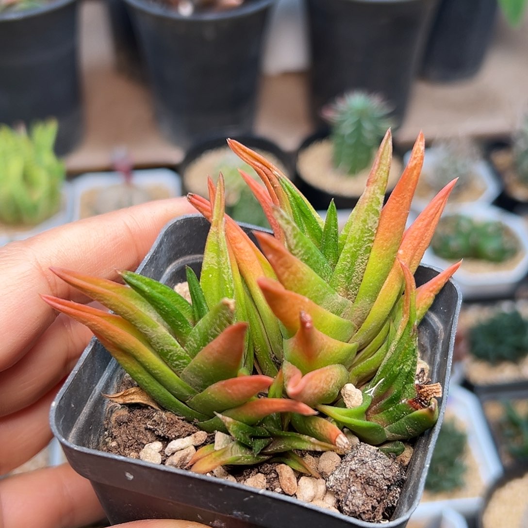 大型尼古拉硬叶十二卷