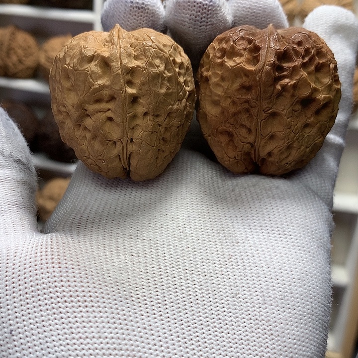 核桃40尺蜜糖大枣18号