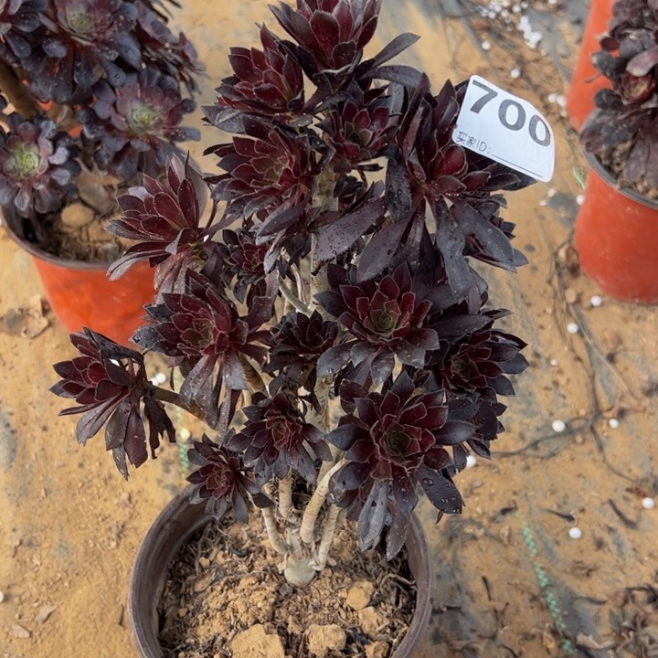 黑法师多肉微瑕700