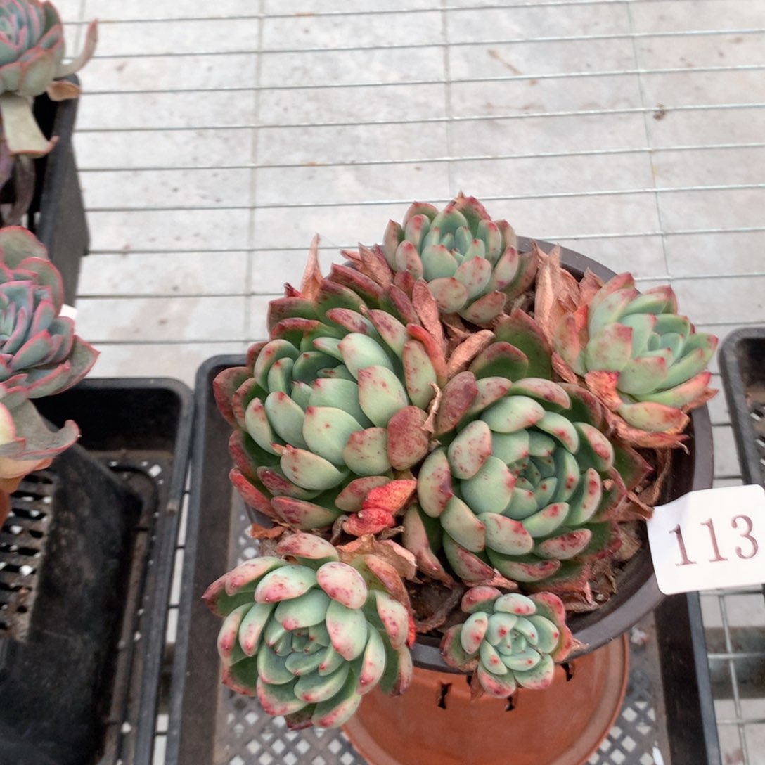 栀**开托斯卡杂交多肉植物