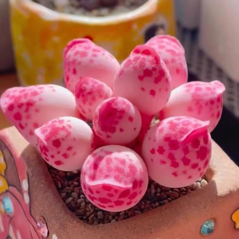 海豹方盆裸根一颗后期控养会变粉 发货如直播间展示