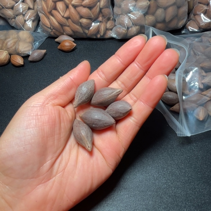 宁***地猪牙手串/手链我是