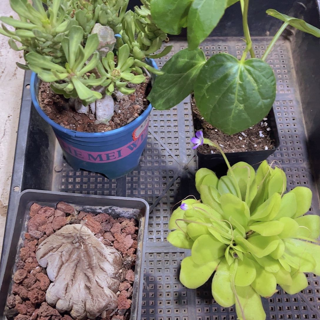 多肉602多肉植物，