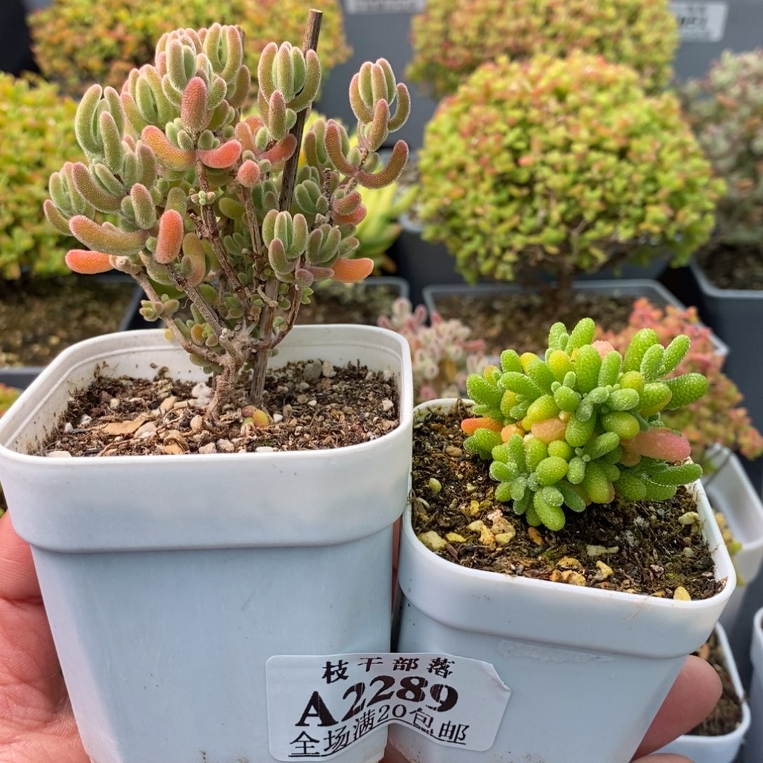 呆***熊2289红叶+橘子糖 。       