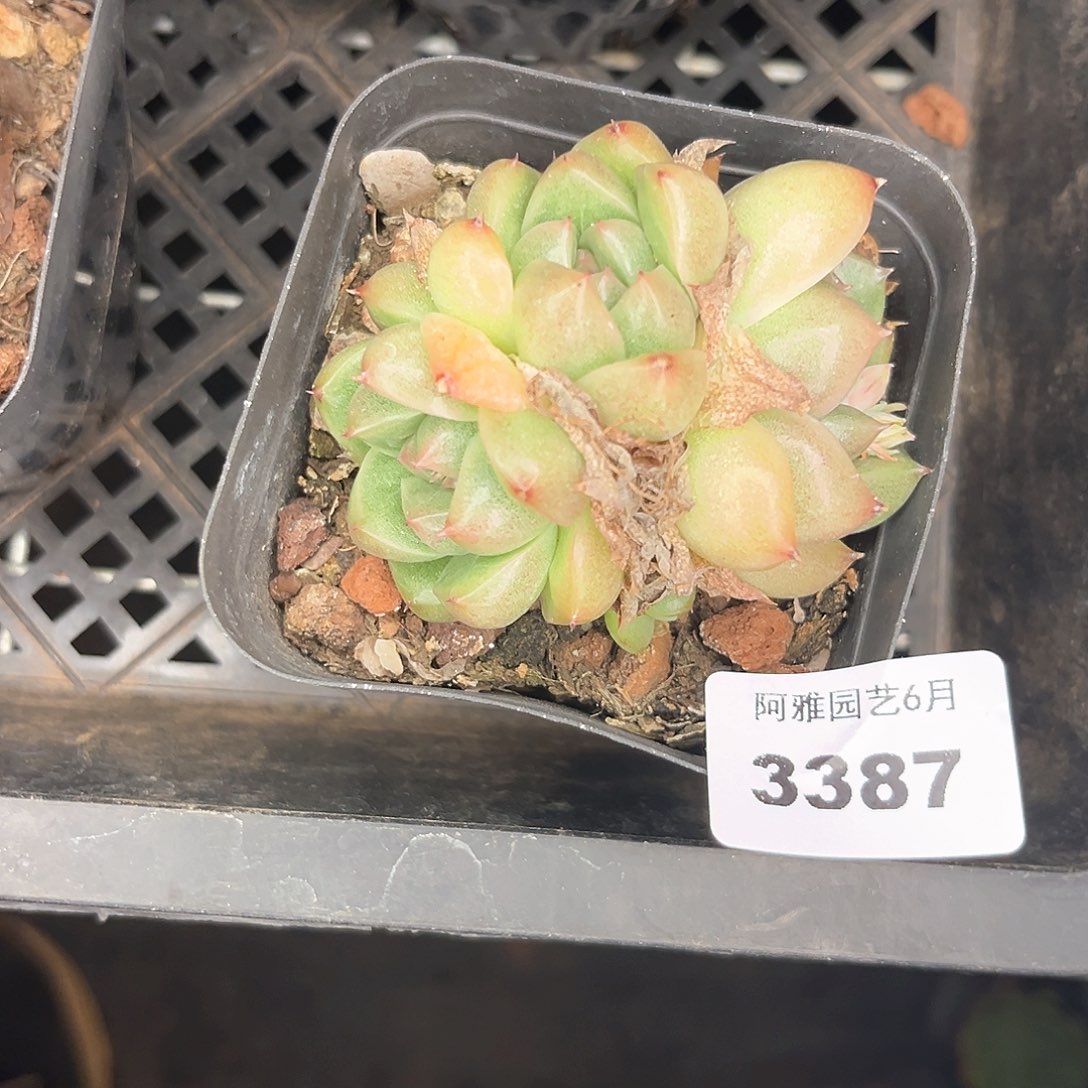 阿雅园艺。   3387