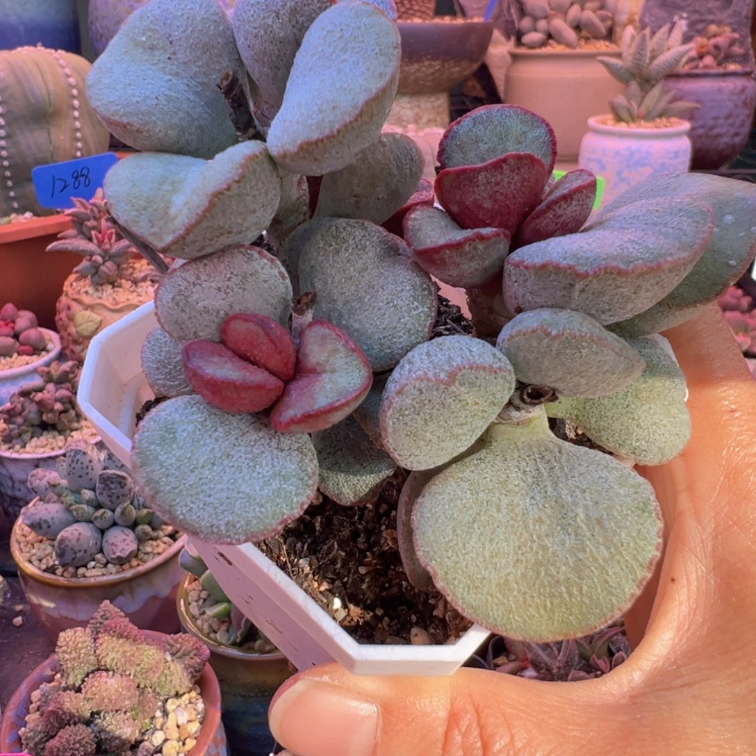 一组自拍，感谢支持