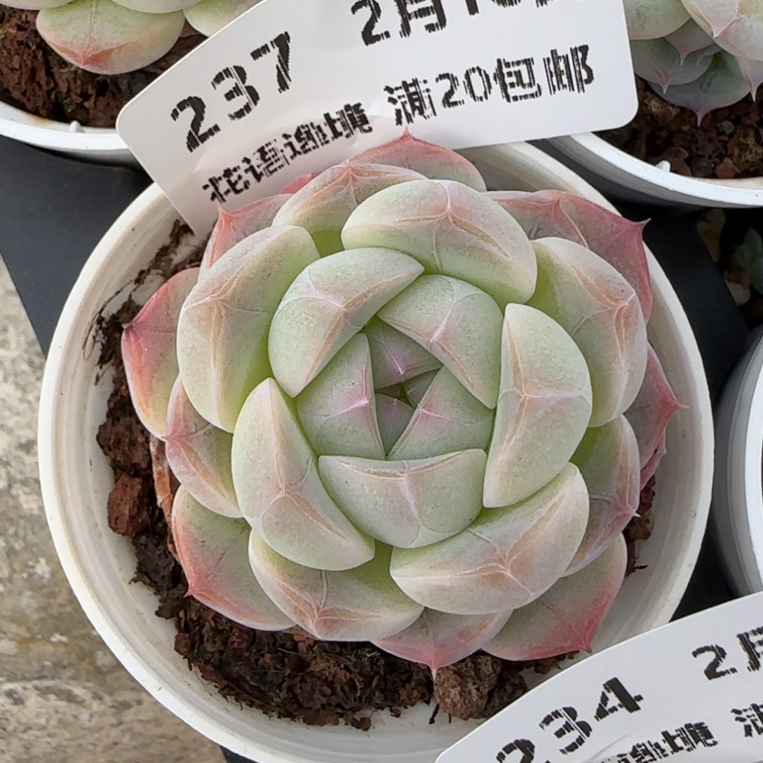 原**原花语逸境0218-237