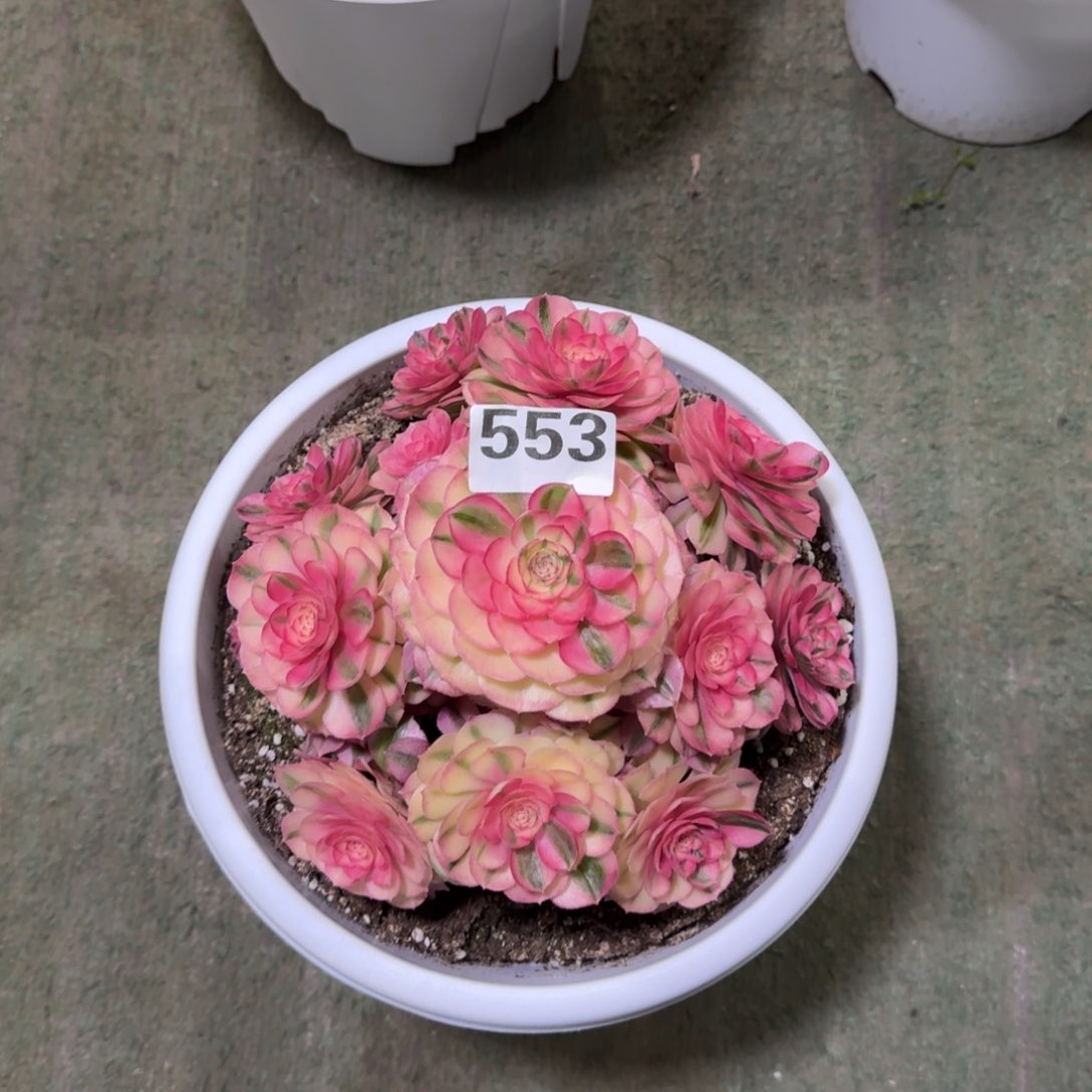 迪****?553！倾城法师多肉植物