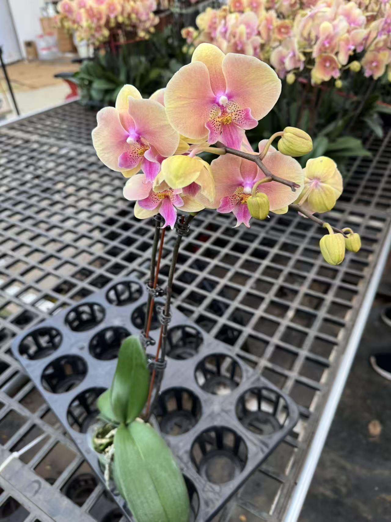 蝴蝶兰【蜜桃508】室内精品花卉昆明直发