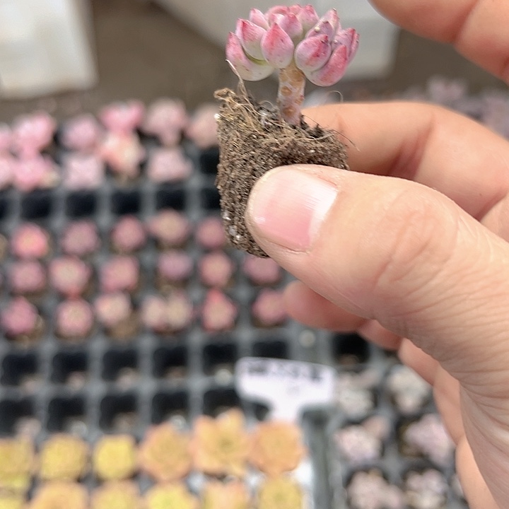 蓝苹果 满10颗包邮