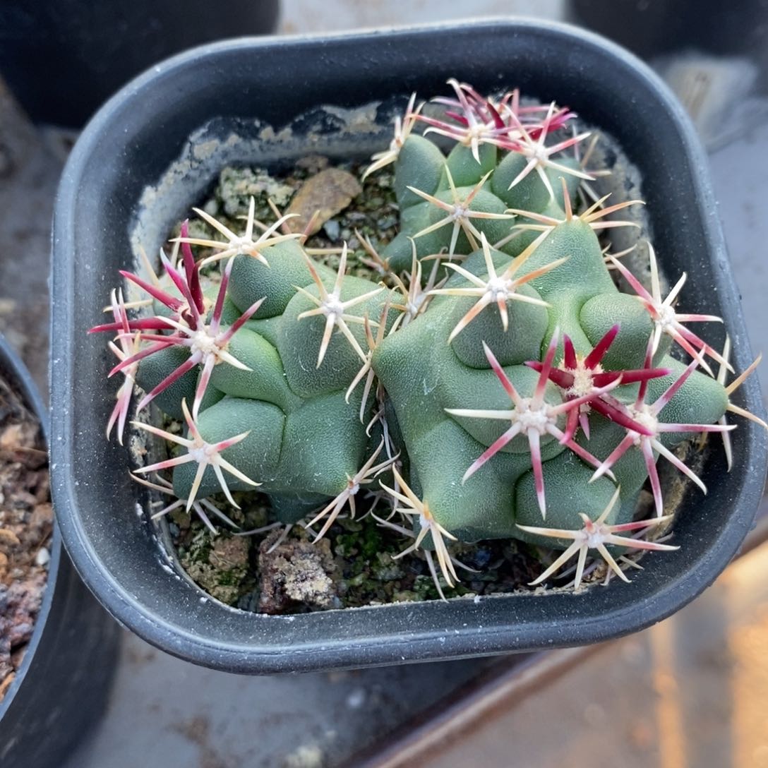 林*军大红鹰仙人球