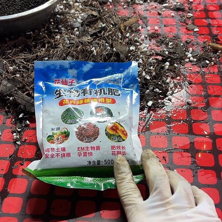 完全开放花仙子二斤