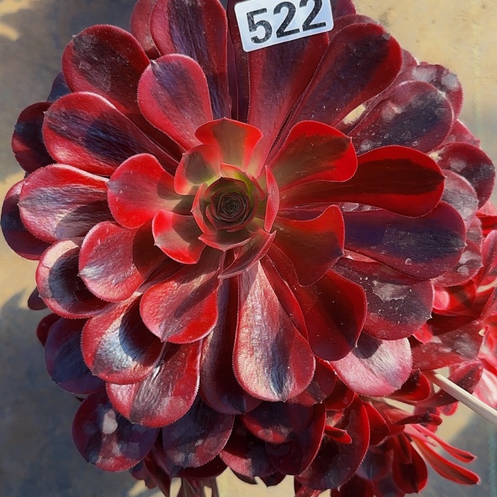 萍*果522美杜莎 嫩桩