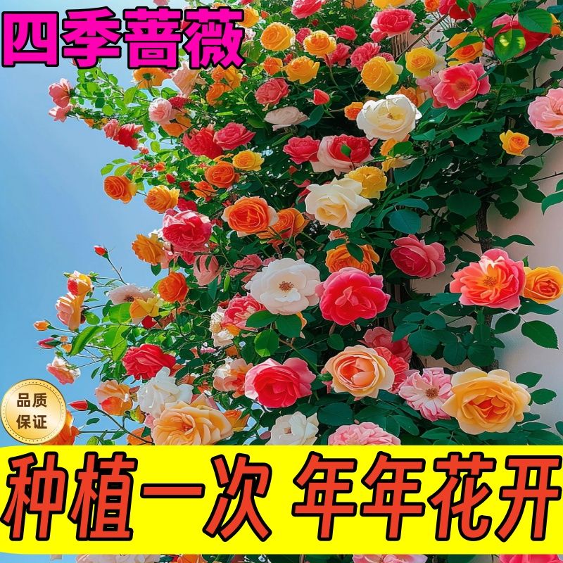 {推荐爬藤蔷薇花朵种子开花多易活爬墙攀援四季庭院室内外盆栽花