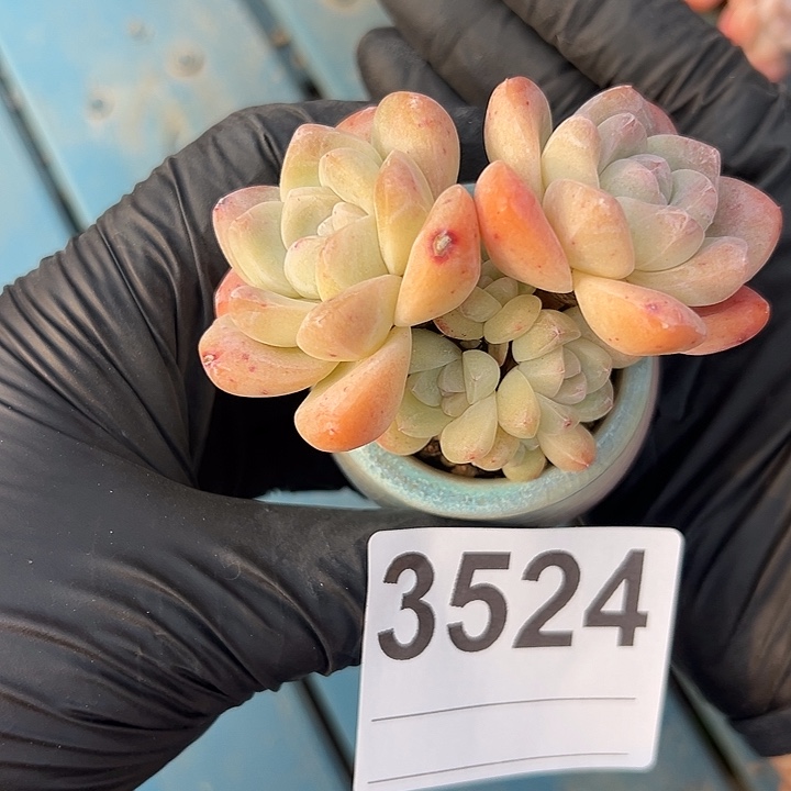 3524，六头冰玉带盆发