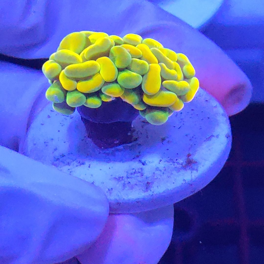 智海珊瑚不支持退货不包邮接受再下单