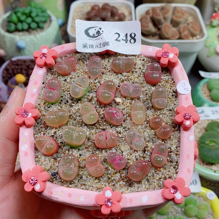 生石花花花花花花248