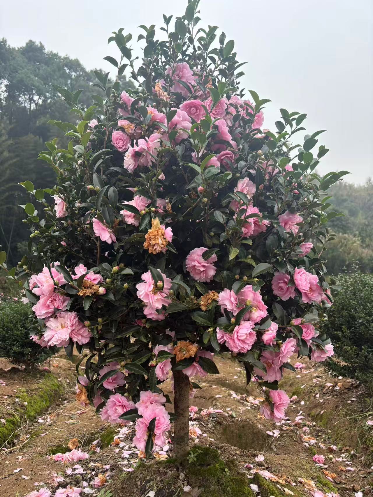 【一物一拍】 茶梅 财神立寒丹玉朝仓前台接待庭院楼顶植物