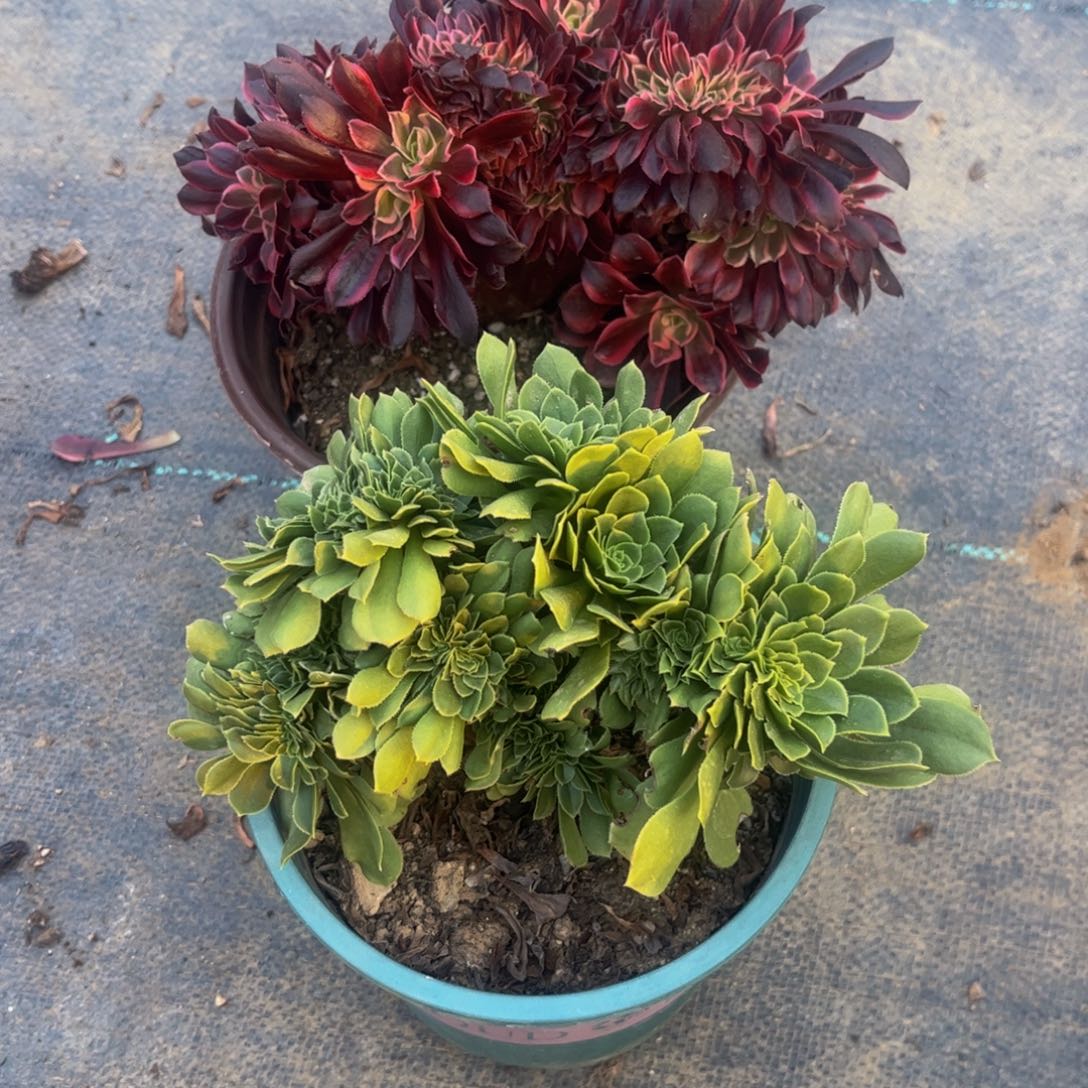 相***季两颗30法师法师法师