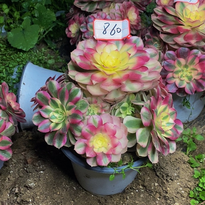 倾城老桩捧花860号