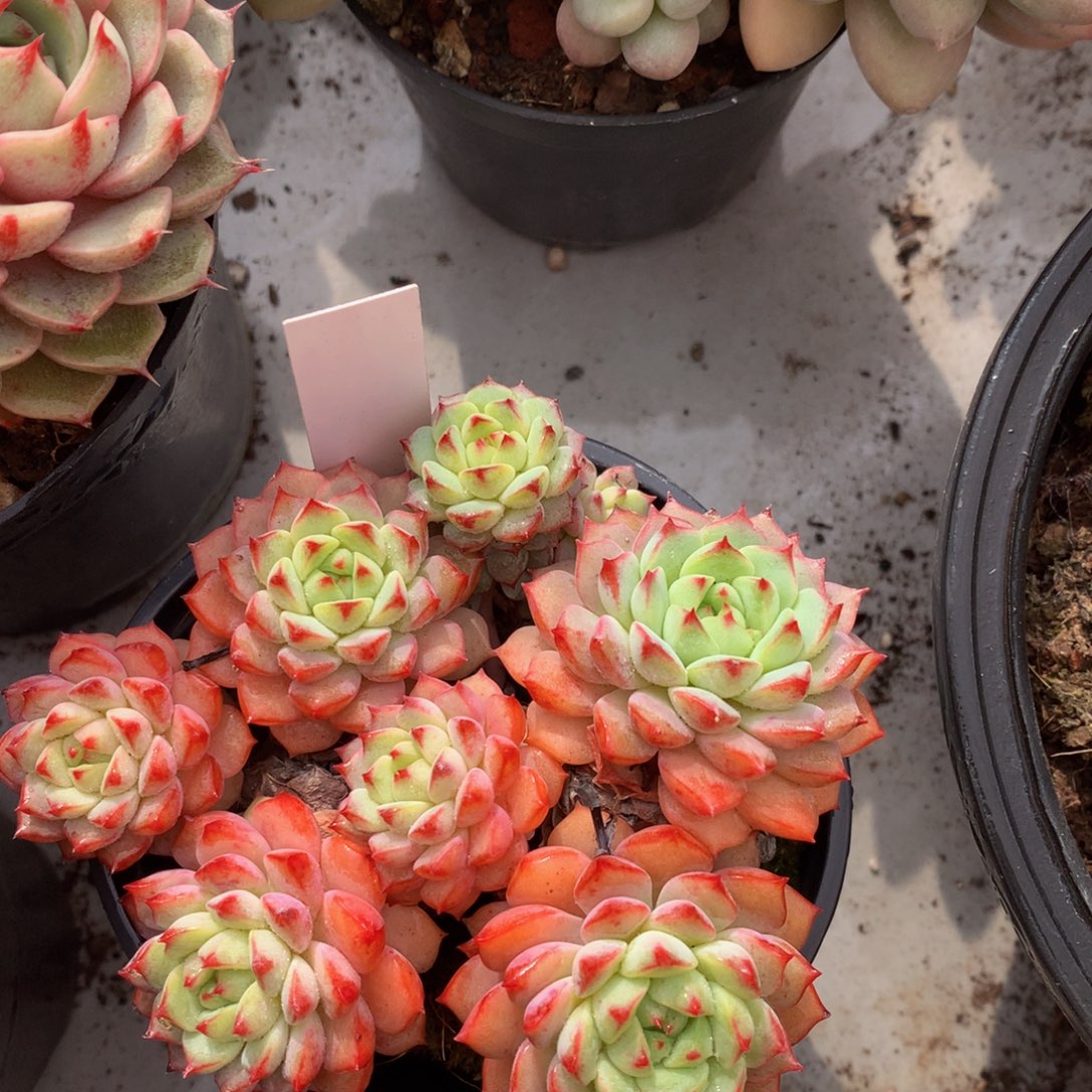 熊猫脸uuwwuuwuwuwuw