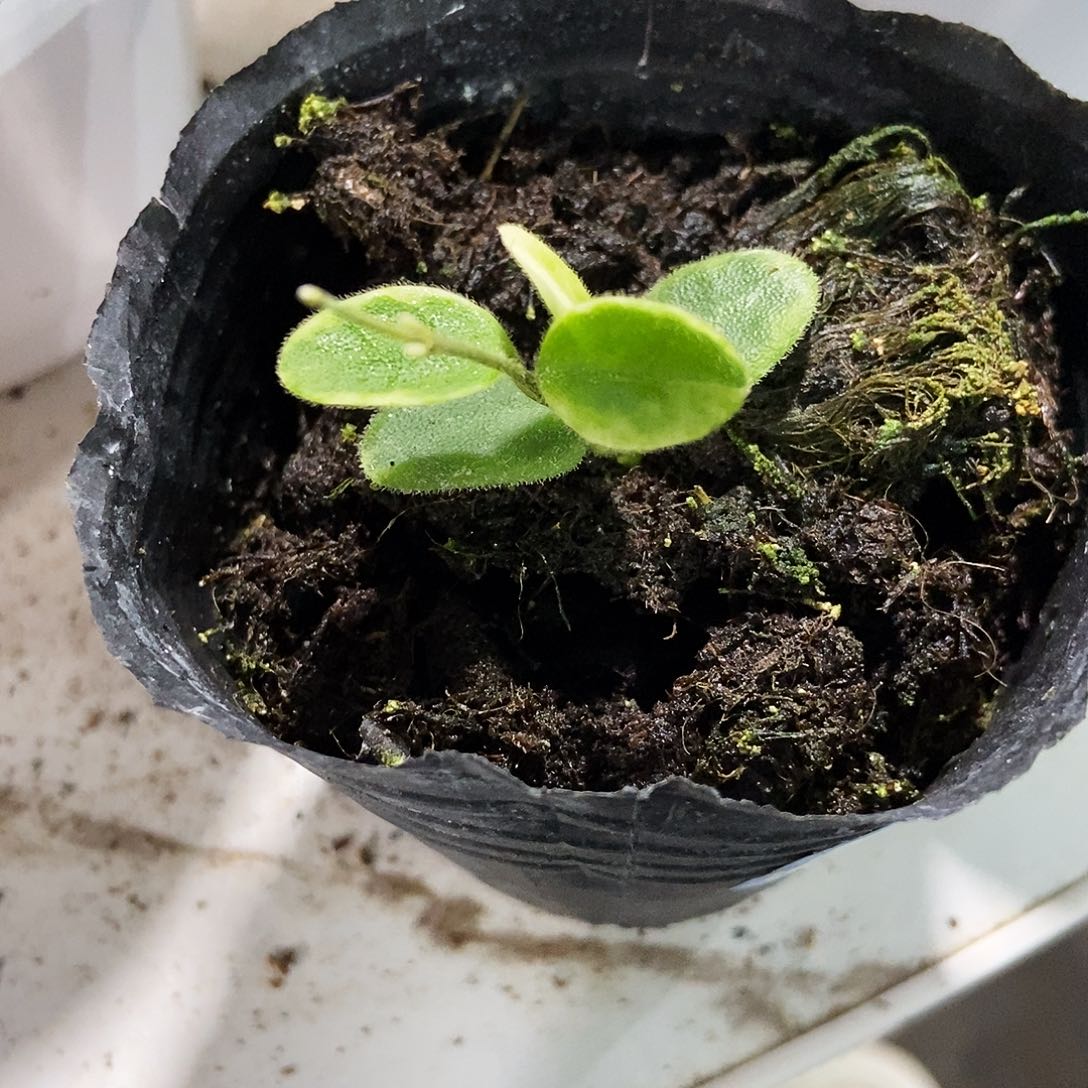 完全开放原葡外锦240