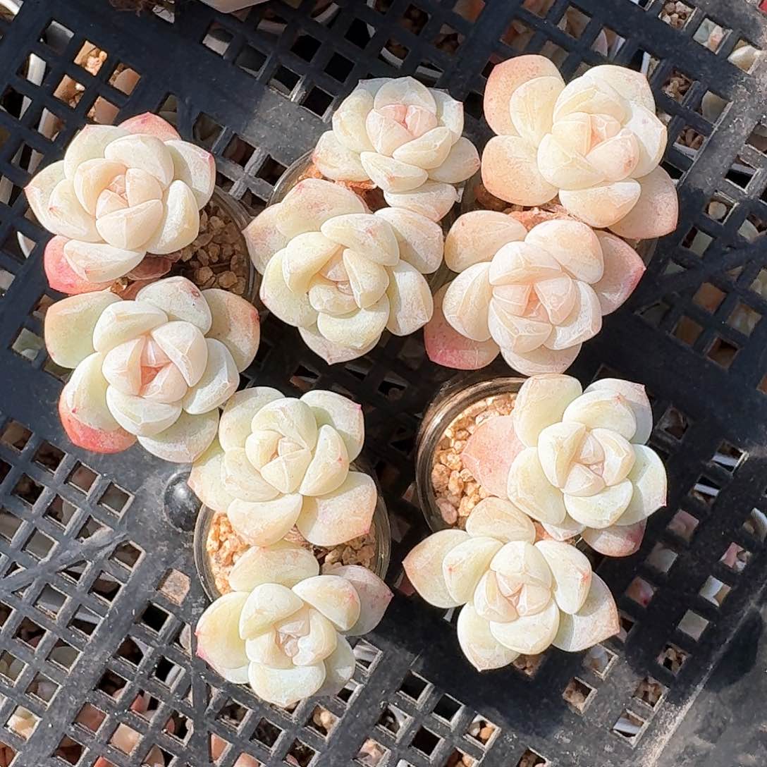 冰玉双头老桩多肉带盆发货