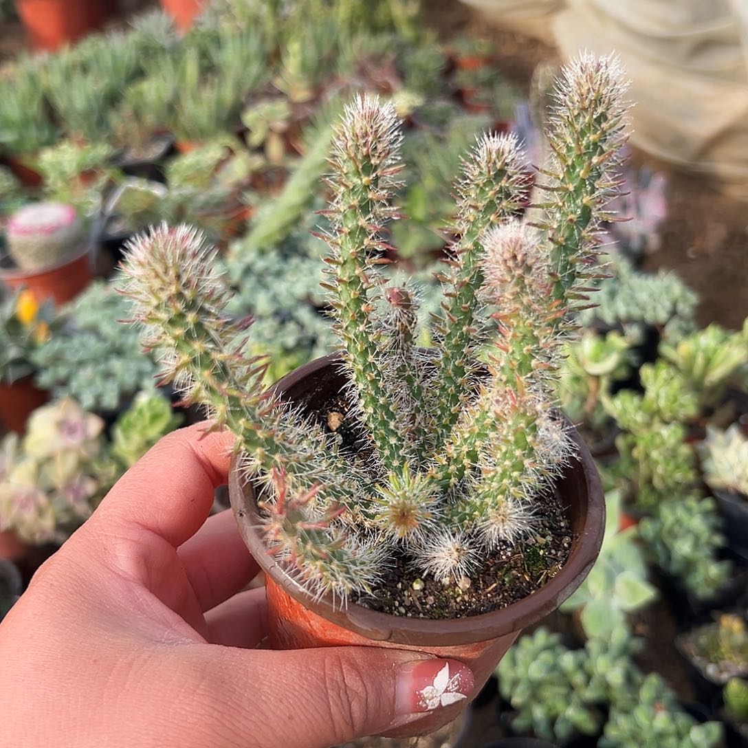 多肉植物松鼠团扇