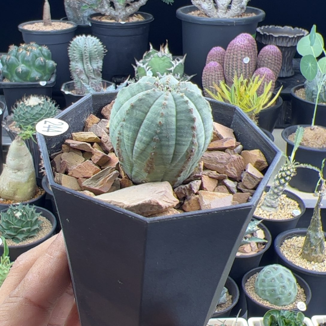 锈斑布纹球3一物一拍带盆发