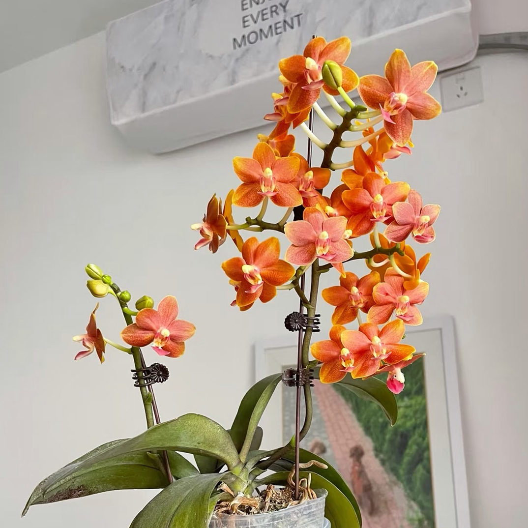 蝴蝶兰【龚氏小橘子】1.7寸杯宝宝苗嫌小勿拍