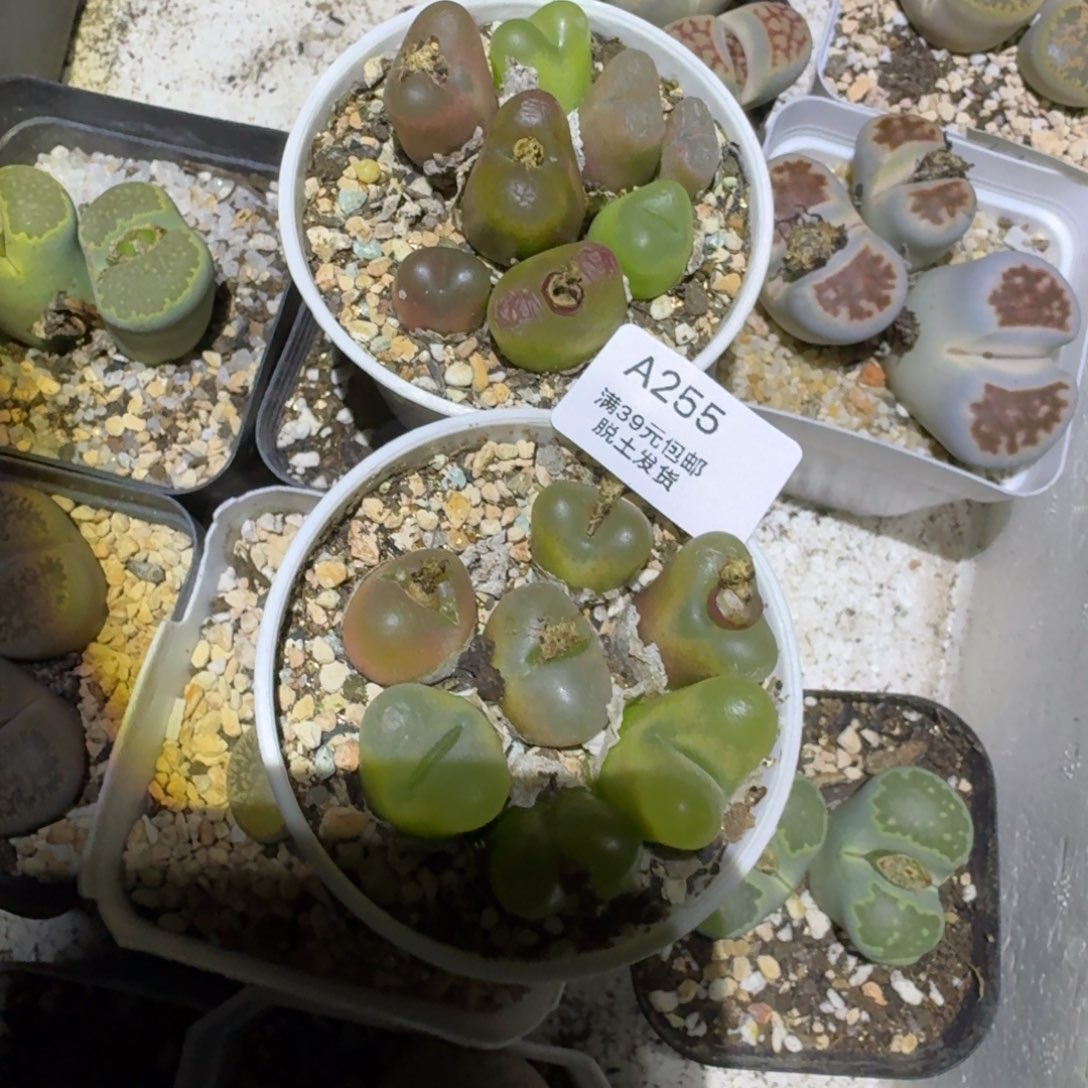 255恍恍惚惚哈哈哈