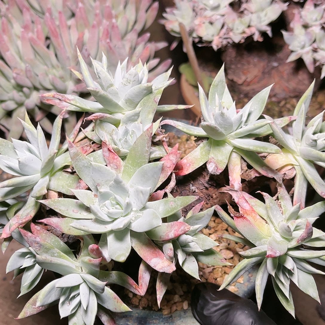 9120白衣圣徒苹果叶多肉