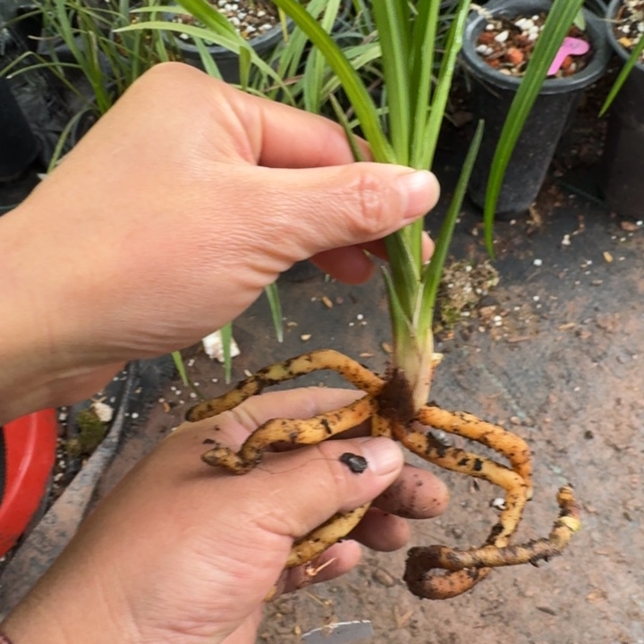 完全开放一物一拍秋之品种线艺