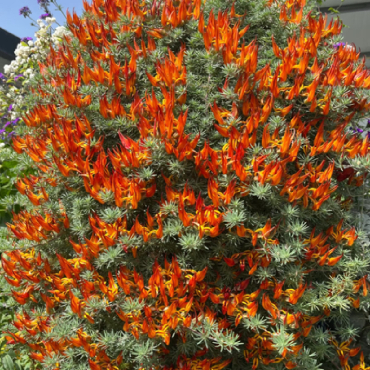 【鹦鹉嘴吊兰】盆栽趣味家居植物