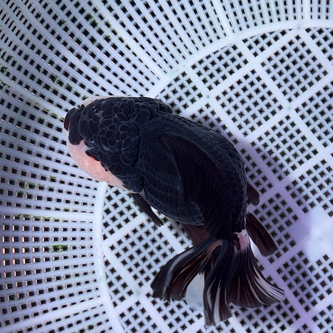 金鱼精品原泰黑白熊猫运费顺丰到付