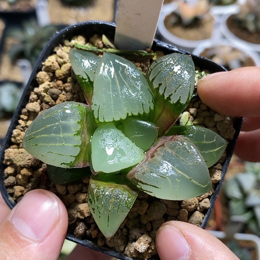 【闪购商品】179糯阿