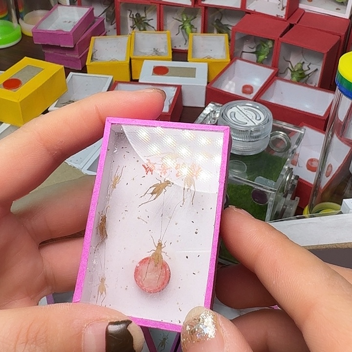 c***n蟋蟀一中黄2小黄。          