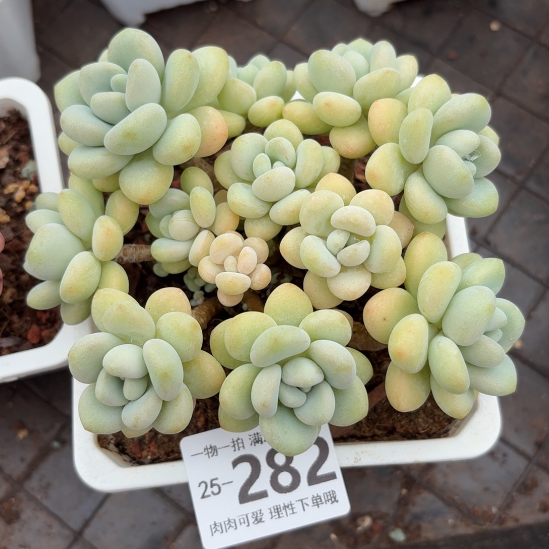 奶白糖无盆土发货无盆